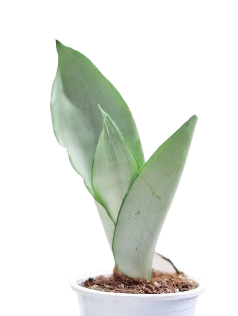 10 Best Beginner-Friendly Succulents in the Philippines 2026 | Domino, Sweetheart Hoya, and More 5