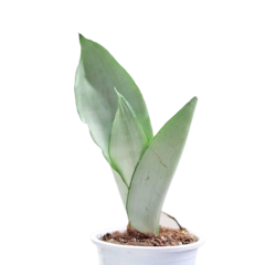 Sansevieria Moonshine