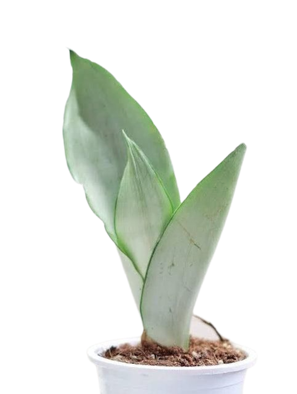 Sansevieria Moonshine 1