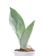 Sansevieria Moonshine 1