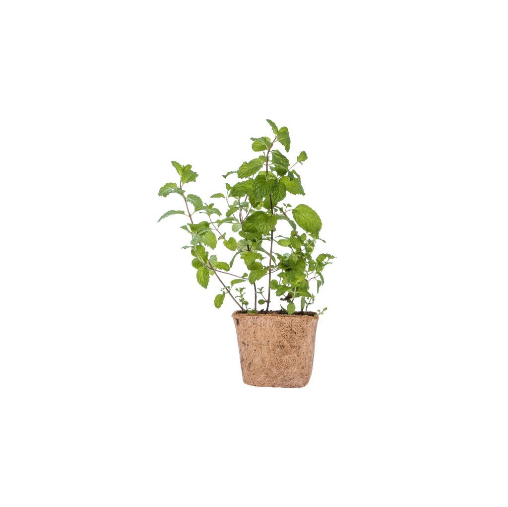 Peppermint Grow Kit 2