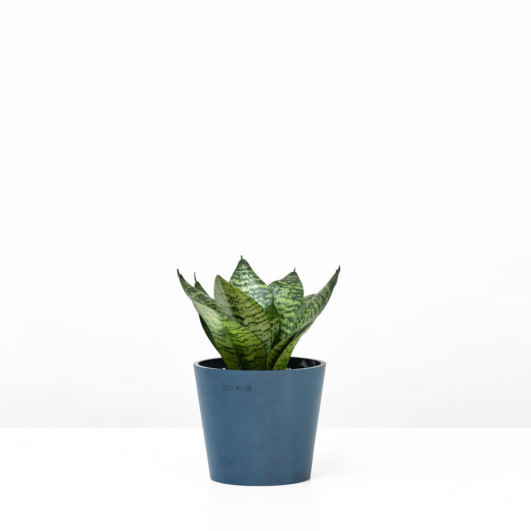 Green Dwarf Sansevieria 1