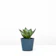 Shopleaf Plant Studio Green Dwarf Sansevieria 1