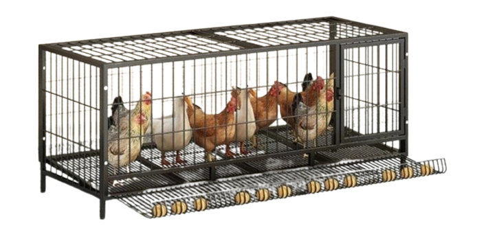 10 Best Chicken Coops in the Philippines 2026 2