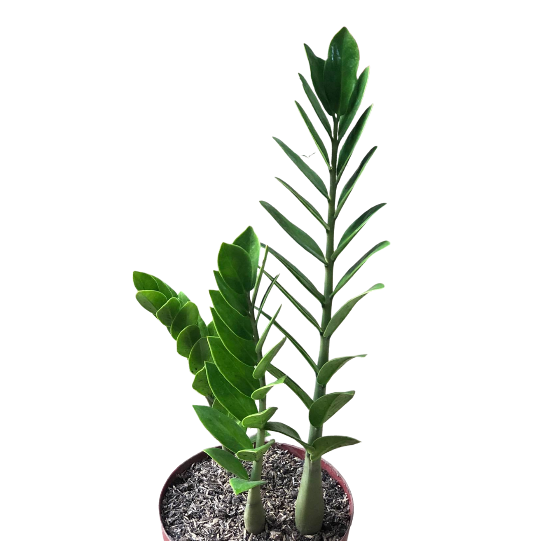 ZZ Plant 1
