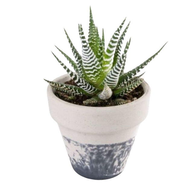 10 Best Beginner-Friendly Succulents in the Philippines 2026 | Domino, Sweetheart Hoya, and More 3