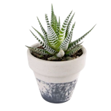 10 Best Beginner-Friendly Succulents in the Philippines 2026 | Domino, Sweetheart Hoya, and More 3