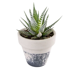 Zebra Plant