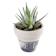 Zebra Plant 1