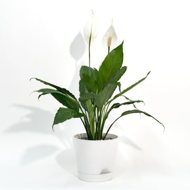 Peace Lily 2