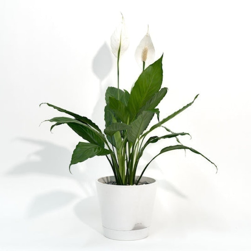 Peace Lily 2
