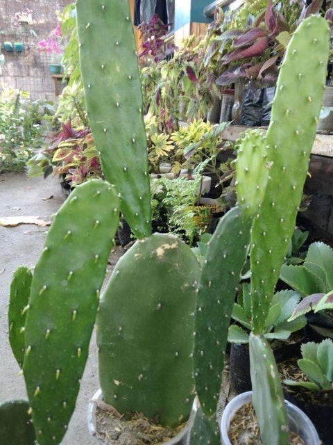 Prickly Pear Cactus 2