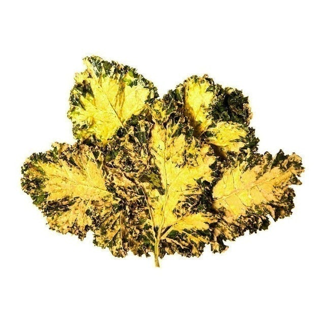 Sour Kream & Chive Kale Chips 3