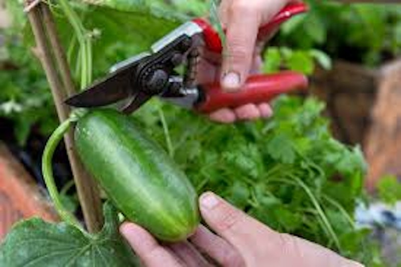 Cucumber Seeds 2