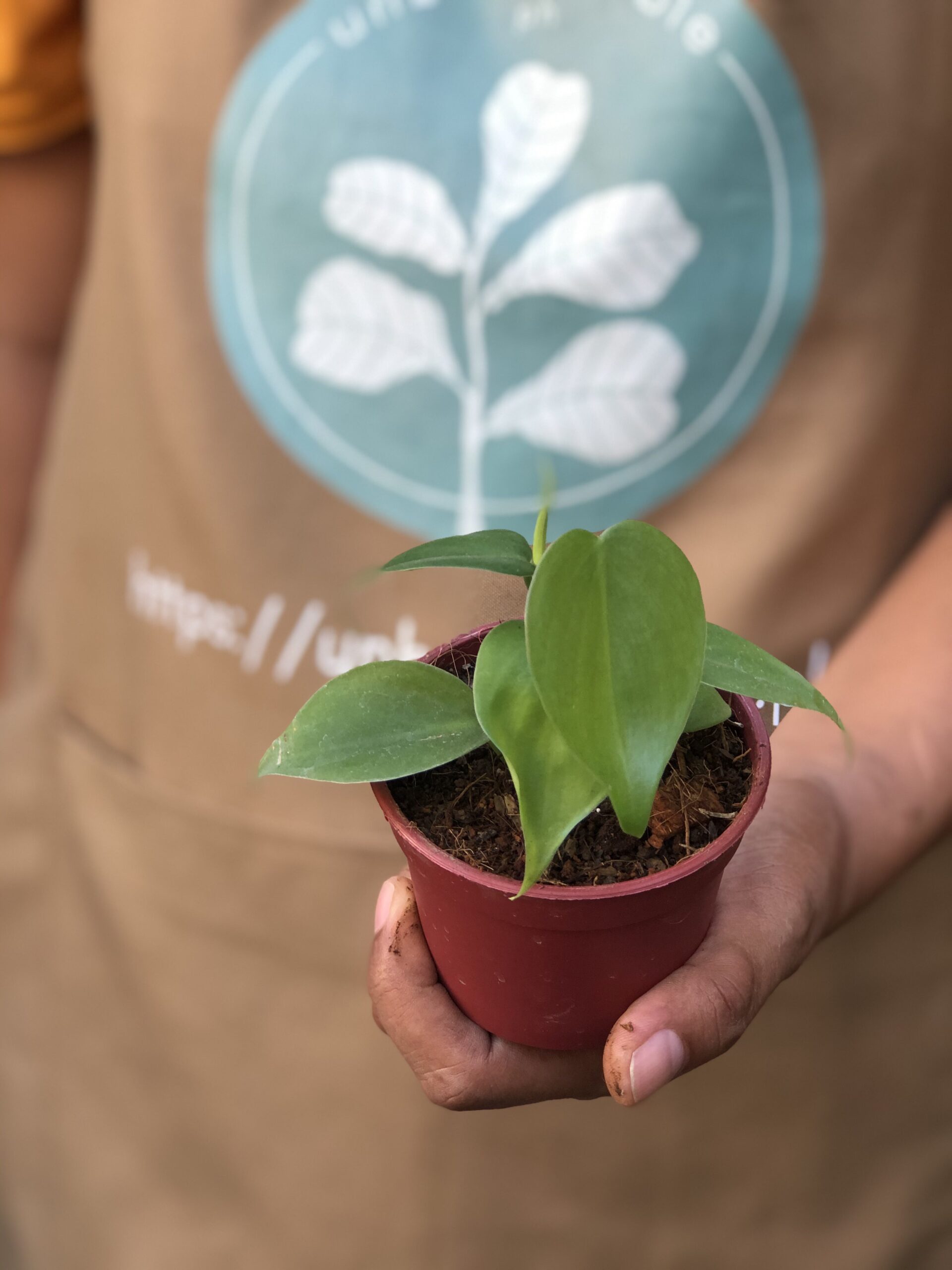 Heartleaf Philodendron 2