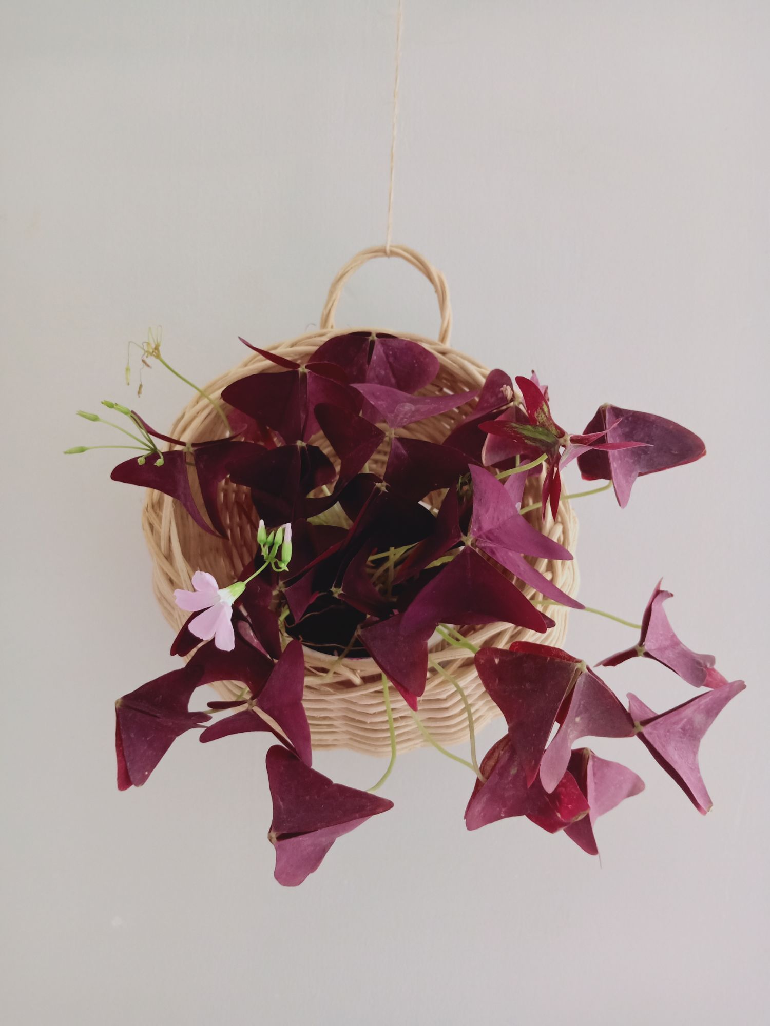 Flatback Hanging Rattan Basket 3