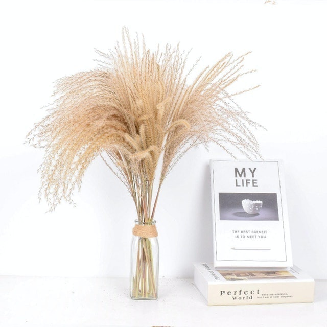 Pampas Grass  1