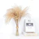 Pampas Grass 1