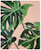 Indoor Plant Leaves 1