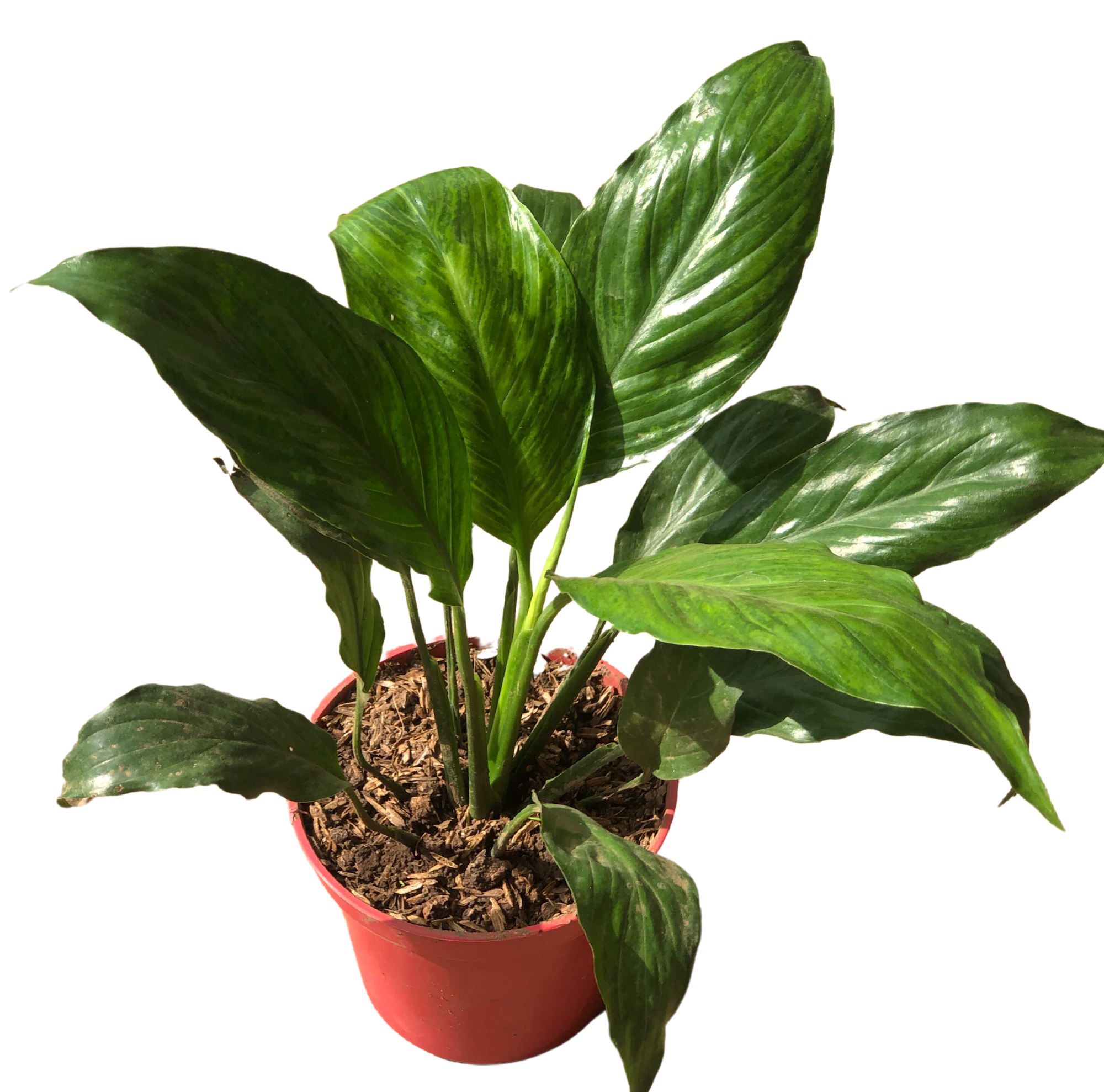 Peace Lily 1