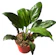 Peace Lily 1