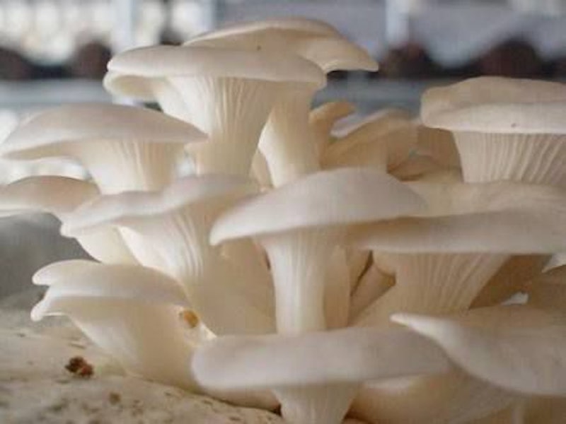 Mushroom Grow Kit 2
