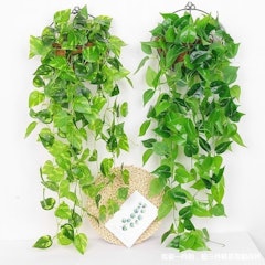 Wall Hanging Green Plant