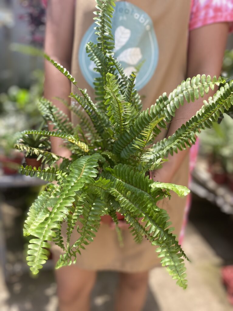 Boston Fern 3