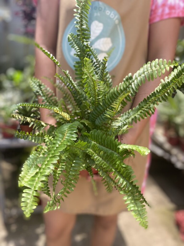 Boston Fern 3