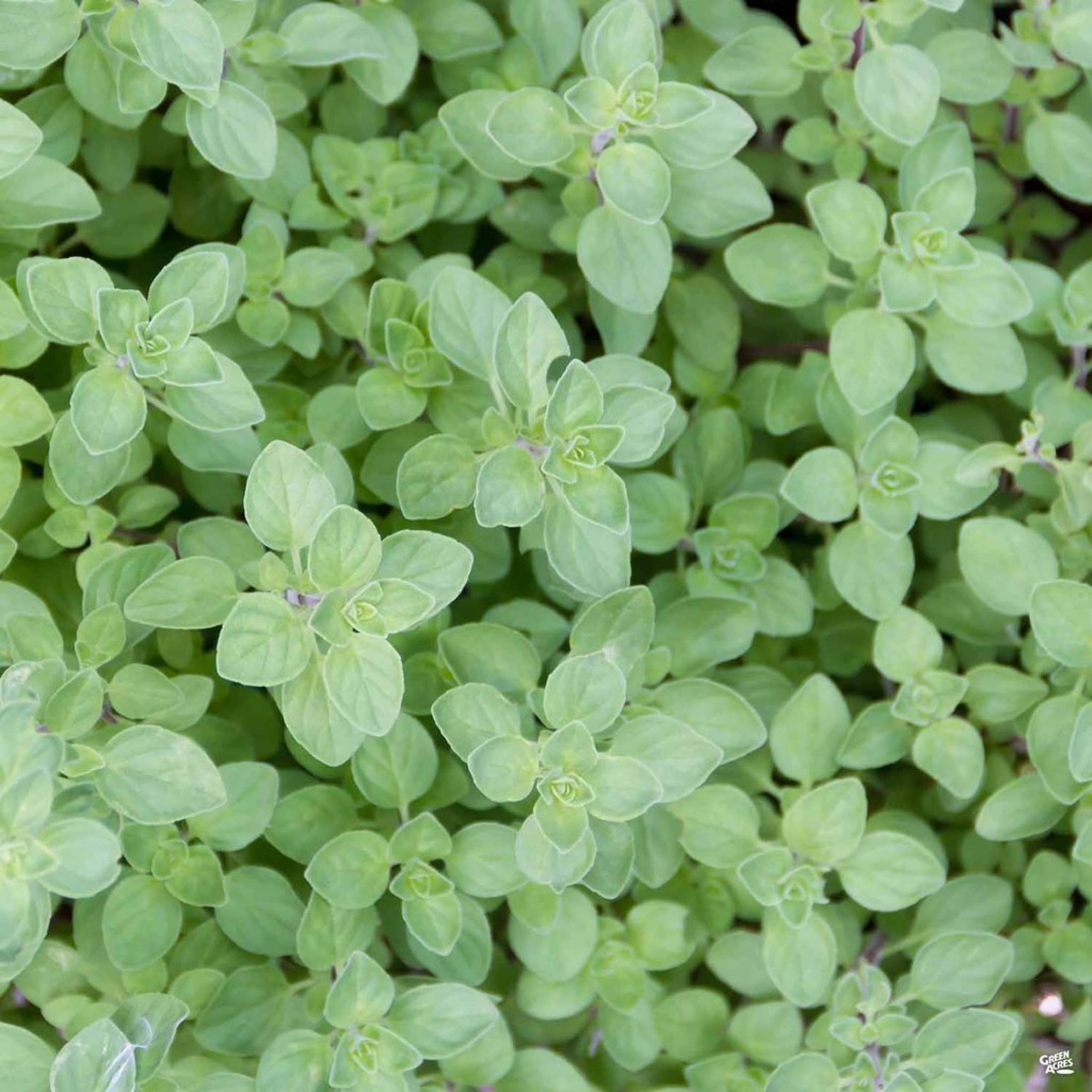 10 Best Indoor Herbs to Grow in the Philippines 2026 3