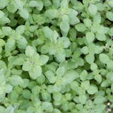 10 Best Indoor Herbs to Grow in the Philippines 2026 3