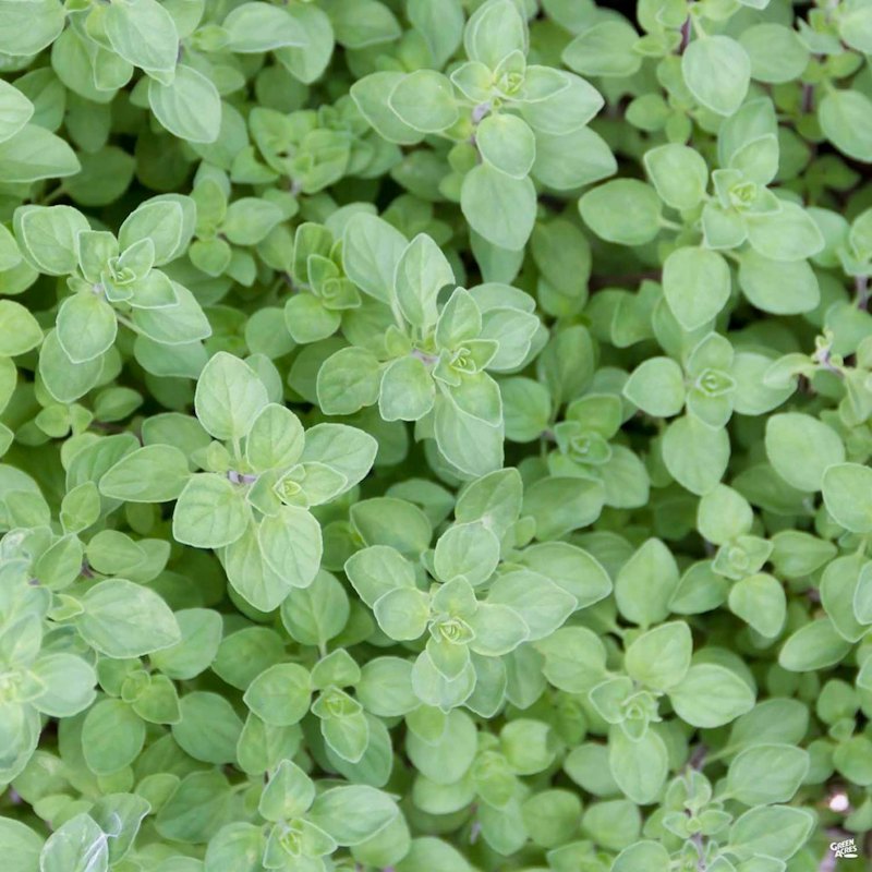 Greek Oregano Seeds 1