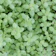 Greek Oregano Seeds 1