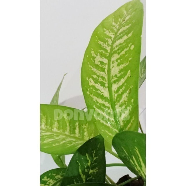Dumb Cane Plant 2
