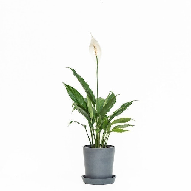 10 Best Air-Purifying Indoor Plants in the Philippines 2026 | Peace Lily, Snake Plant, and More 1