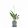Peace Lily Plant 1