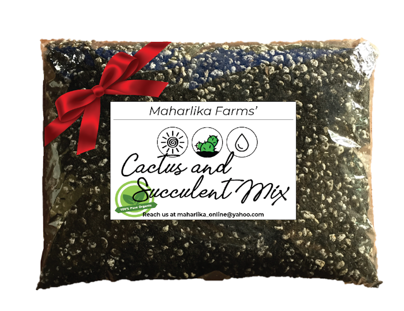Cactus and Succulent Mix 1
