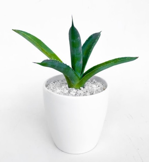 Agave 1