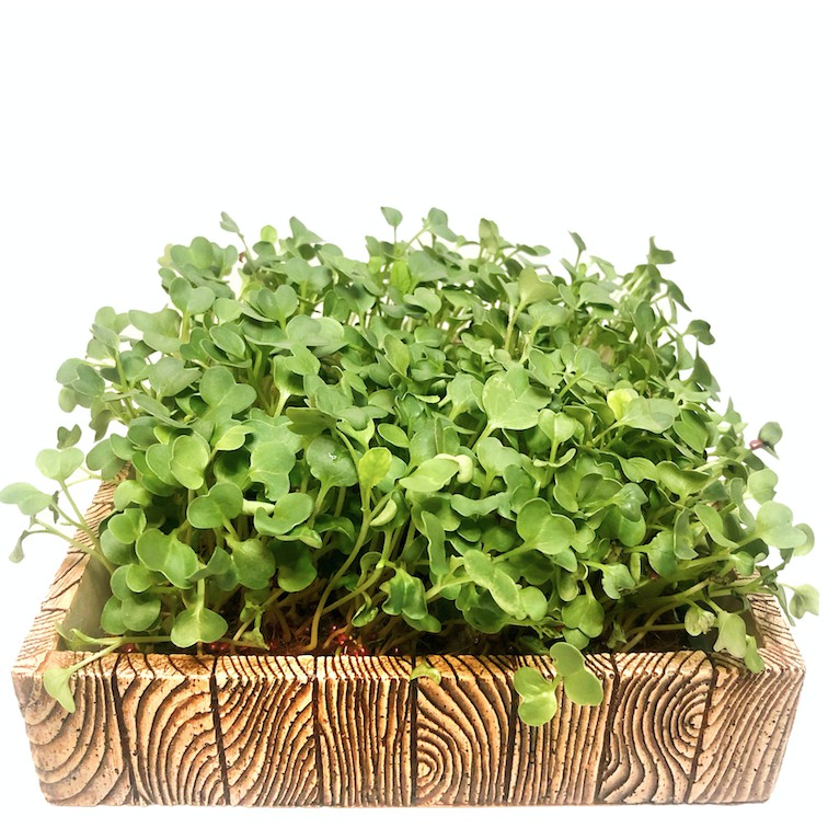 PREMIER Microgreens Starter Kit (Mahogany Design) 3