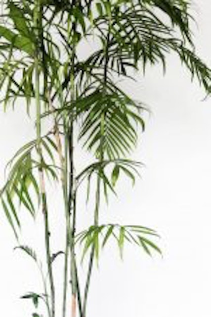 Bamboo Palm 3