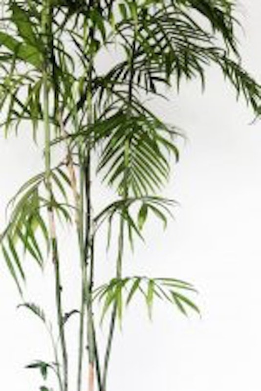 Bamboo Palm 3