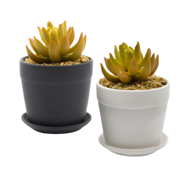 Succulent in Ceramic Pot 1
