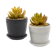 At Home Succulent in Ceramic Pot 1