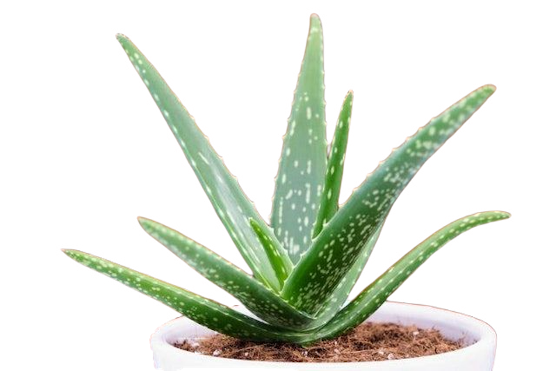 Aloe Vera 1