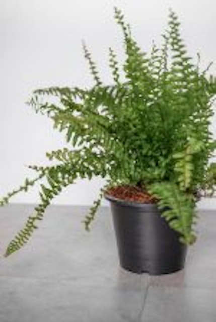 Boston Fern 3