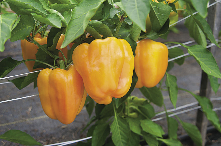 10 Best Home Garden Plants in the Philippines 2026 5