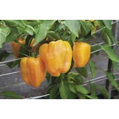 Bell Pepper Seeds
