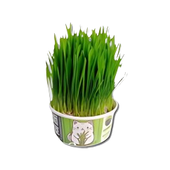 Cat Grass Seeds 1