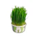 Daraga Cat Grass Seeds 1