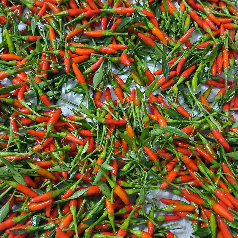 Chili Pepper Seeds 2